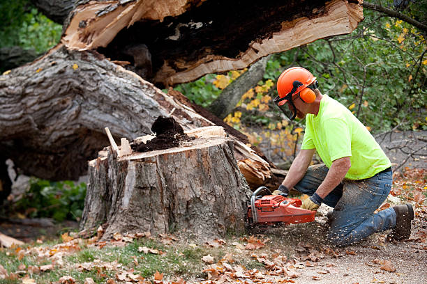 Trusted Cedar Hill, TX  Tree Services Experts